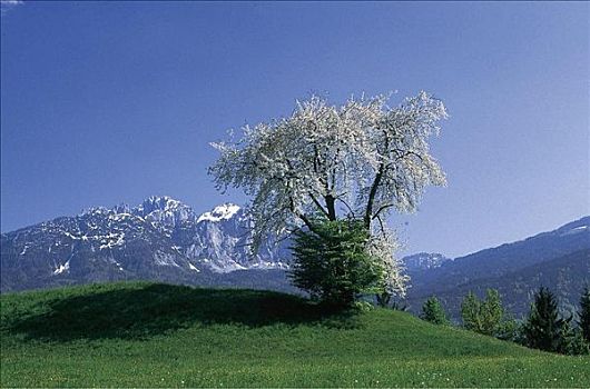 山,果树,年轻,樱桃树,草地,克恩顿州,奥地利,欧洲