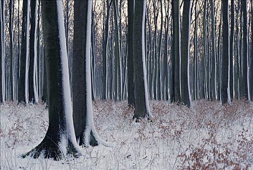 雪,树,巴伐利亚,黑森林,德国南部
