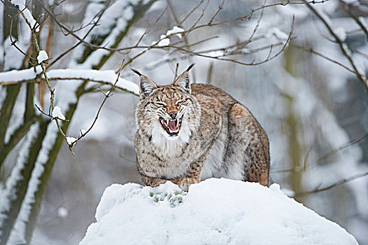 特写,欧亚猞猁属,猞猁,狰狞,雪,冬天,白天,巴伐利亚,德国