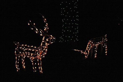 圣诞节,场景,暗色,夜晚,驯鹿,照亮,圣诞灯光