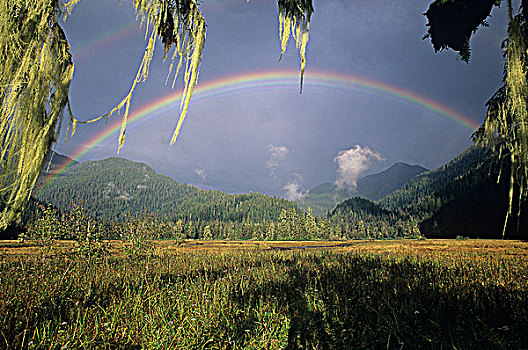 彩虹,上方,沿岸,河口,大熊雨林,不列颠哥伦比亚省,加拿大