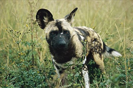 非洲野狗,非洲野犬属,克鲁格国家公园,南非