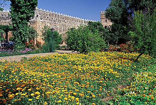摩洛哥,拉巴特,安达卢西亚,花园,墙壁