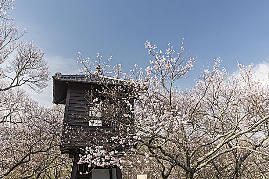 樱花,城堡,场所,日本
