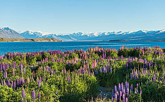羽扇豆属植物,羽扇豆,后面,南阿尔卑斯山,特卡波湖,坎特伯雷地区,南部地区,新西兰,大洋洲