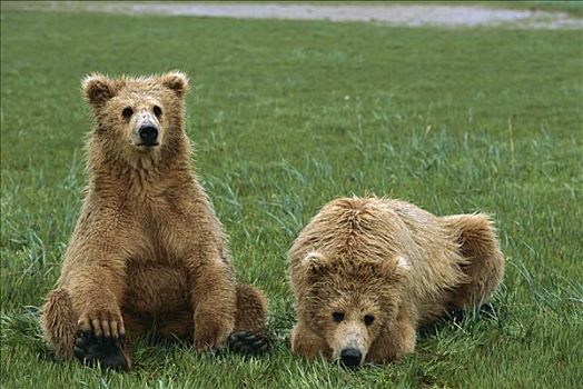 大灰熊,棕熊,幼兽,两个,一半,卡特麦国家公园,阿拉斯加