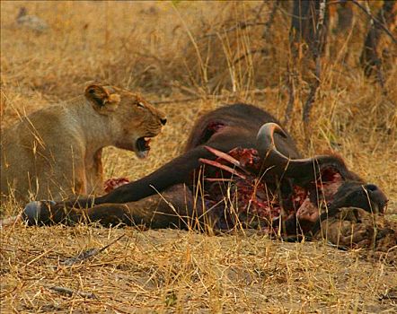 雌狮,狮子,坐,靠近,杀死,水牛,奥卡万戈三角洲,博茨瓦纳