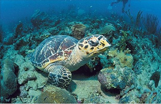 海龟,海洋动物,水下,格林纳达
