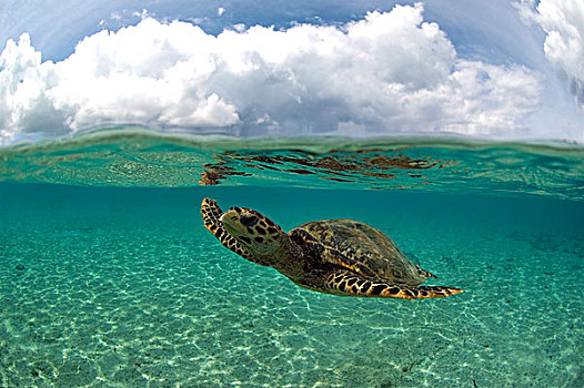 绿海龟,龟类,游泳,塞舌尔