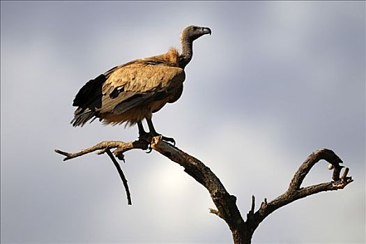 白背兀鹫,白背秃鹫,萨布鲁国家公园,肯尼亚,东非,非洲