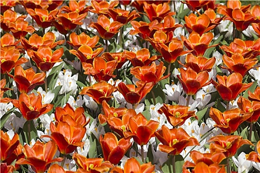春花,荷兰