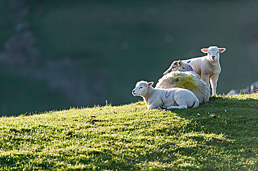 绵羊,羊羔,放入,阳光,春天,坎布里亚,英格兰
