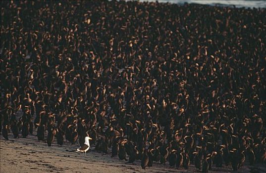 长尾,鸬鹚,生物群,孤单,海鸥,纳米比亚