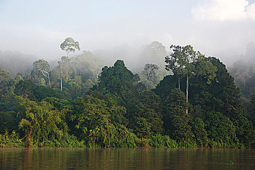 模糊,雨林,京那巴丹岸河,沙巴,婆罗洲,马来西亚