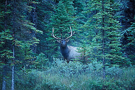 麋鹿,鹿属,松树,树林,班芙国家公园,艾伯塔省,省,加拿大,北美