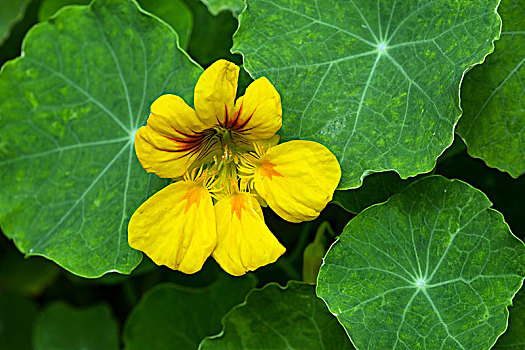 黄色,花,旱金莲,金莲花属植物,岛屿,法亚尔,亚速尔群岛,葡萄牙,欧洲