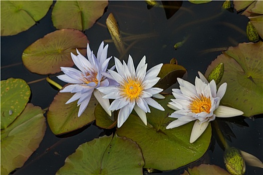 白色,荷花,花