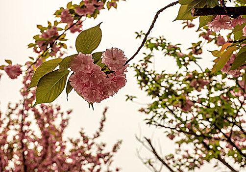 樱花,近景,晴天