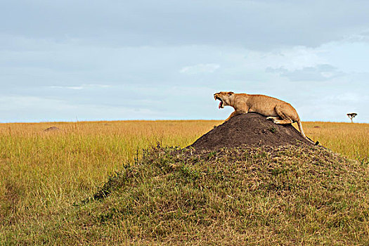 雌狮,躺着,蚁丘,哈欠,马赛马拉,肯尼亚,非洲