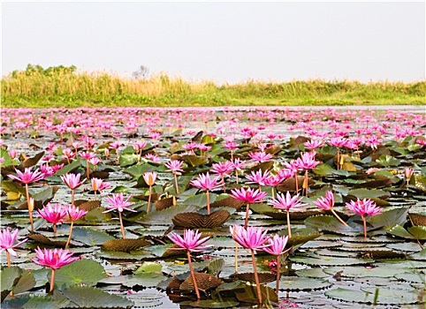 湖,荷花,泰国