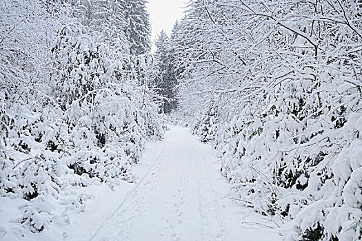 风景,树林,痕迹,冬天,普拉蒂纳特,巴伐利亚,德国