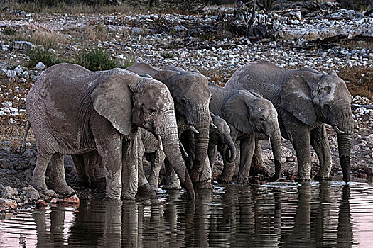 非洲,非洲象,水坑,埃托沙国家公园,纳米比亚