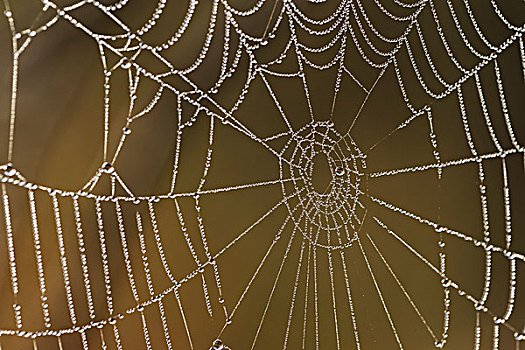 蜘蛛网,遮盖,露珠,早晨,阿尔冈金公园,安大略省,加拿大