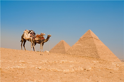 骆驼,等待,金字塔,基奥普斯,胡夫金字塔