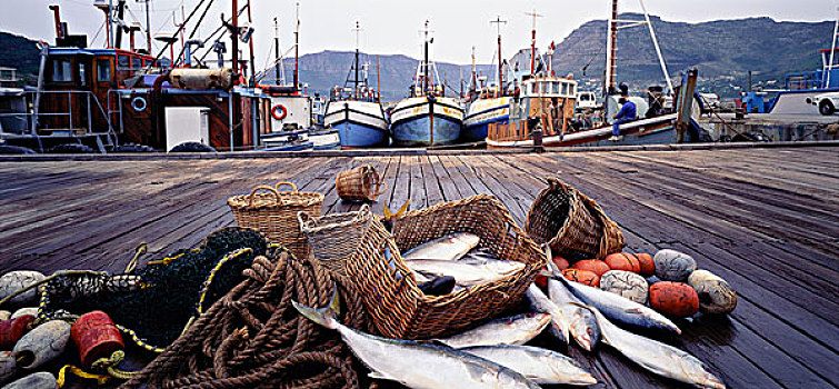 鱼,码头,南非
