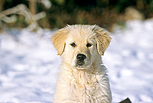 特写,金毛猎犬,小狗,雪,背景
