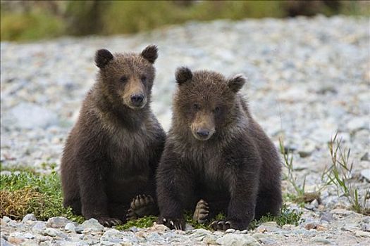 大灰熊,棕熊,一对,老,幼兽,卡特麦国家公园,阿拉斯加