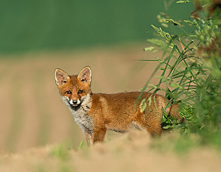 幼兽,红狐,狐属,莱茵兰普法尔茨州,德国,欧洲