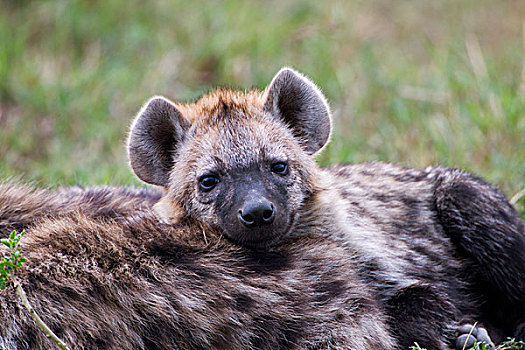 斑鬣狗,马赛马拉,肯尼亚