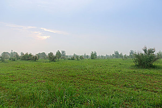 郑州黄河湿地