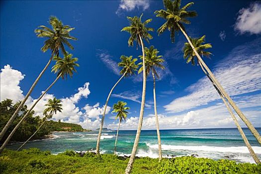 棕榈树,靠近,乌波卢岛,萨摩亚群岛