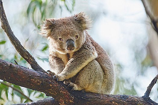 树袋熊,坐,竹子,南澳大利亚州,澳大利亚,大洋洲