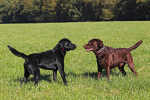 黑色,褐色,拉布拉多,狗,猎犬,两个,雄性,面对面