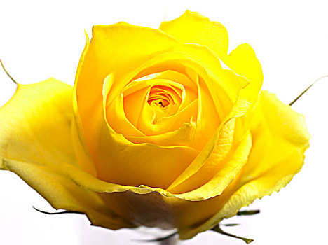 黄玫瑰,粉色