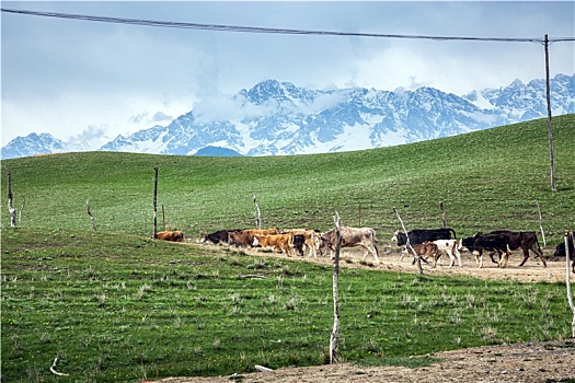 新疆羊牛群