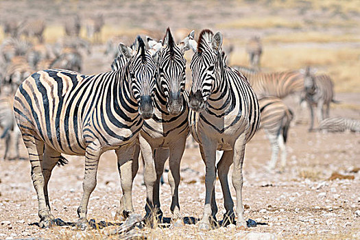 斑马,站立,干燥,地面,埃托沙国家公园,纳米比亚,非洲