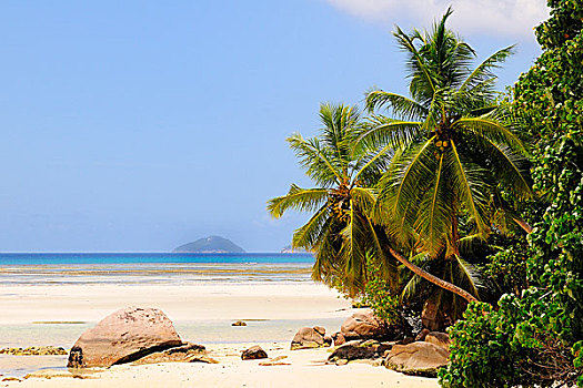 棕榈树,海滩,马埃岛,塞舌尔,非洲