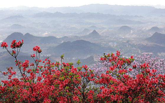 高山杜鹃