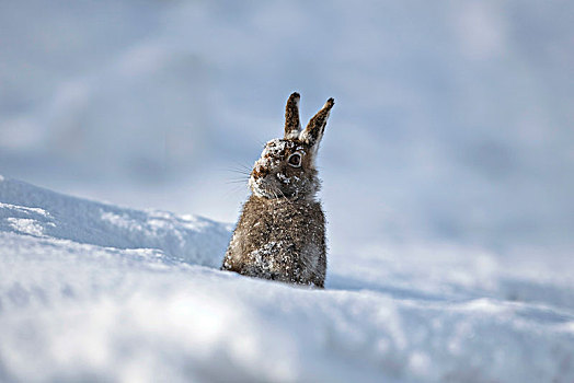 白色,野兔,雪中,积雪,脸