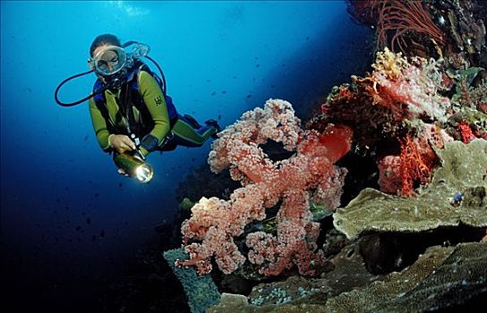 潜水者,珊瑚礁,印度尼西亚,四王群岛,伊里安查亚省,西巴布亚,印度洋