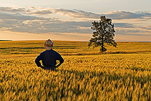 一个,男人,上方,成熟,小麦,靠近,荷兰,曼尼托巴,加拿大