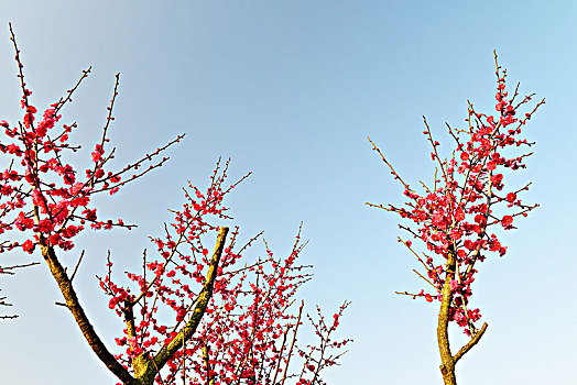 花,梅花