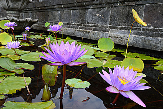 蓝色,荷花,户外,佛教,寺院,北方,巴厘岛,印度尼西亚,亚洲