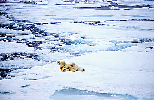 北极熊,冰河