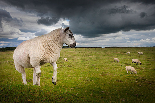 绵羊,放牧,乡村