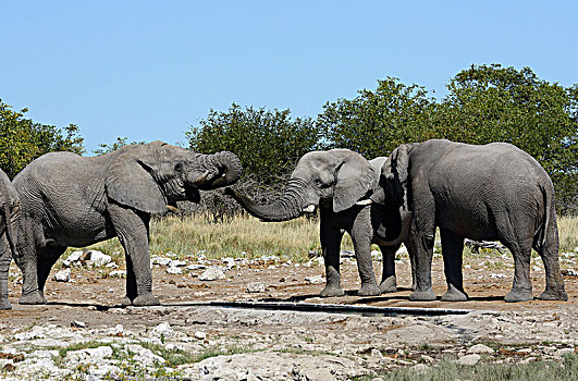 非洲,灌木,大象,非洲象,埃托沙国家公园,纳米比亚